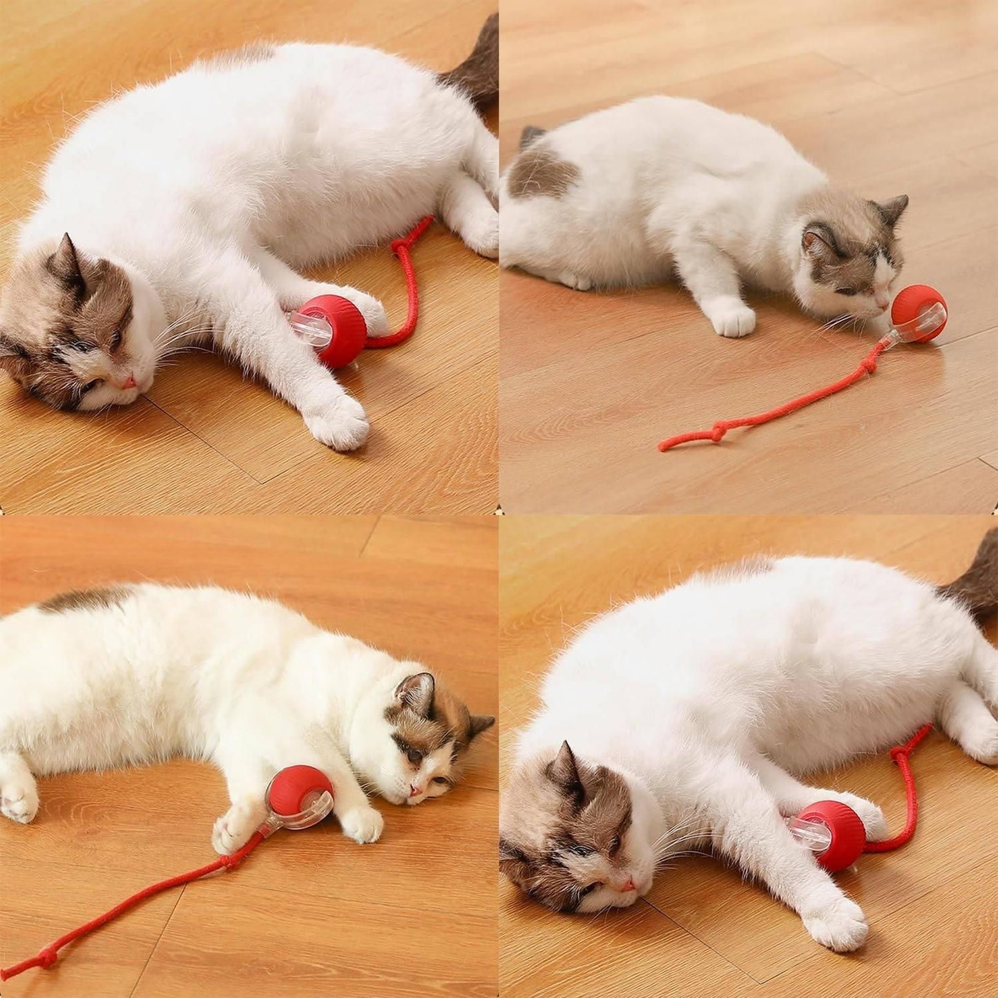 Cat Ball Toy